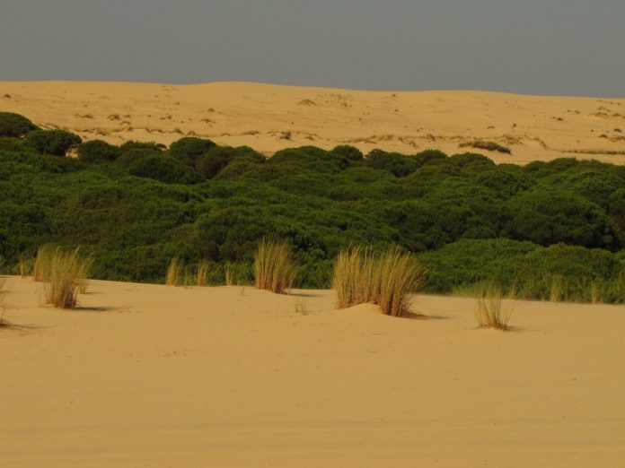 Playas, dunas y marismas, protagonistas de esta ruta onubense